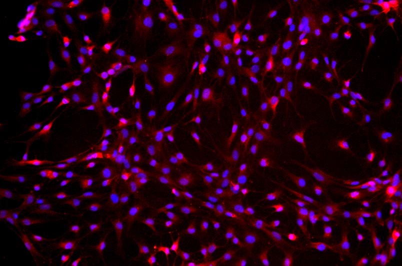 大鼠原代細(xì)胞