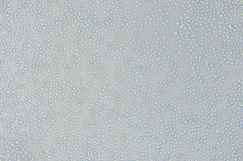 小鼠細(xì)胞系