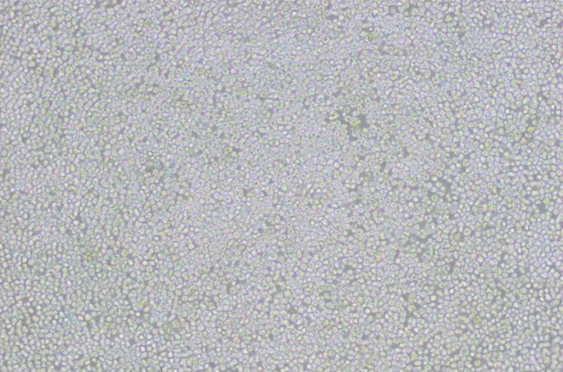 小鼠細(xì)胞系