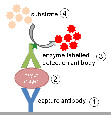 酶聯(lián)免疫吸附測(cè)定